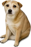 CashDog